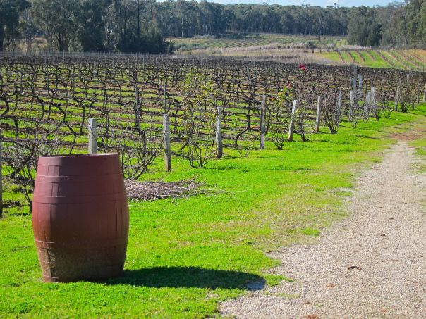 tintilla-estate-hunter-valley1