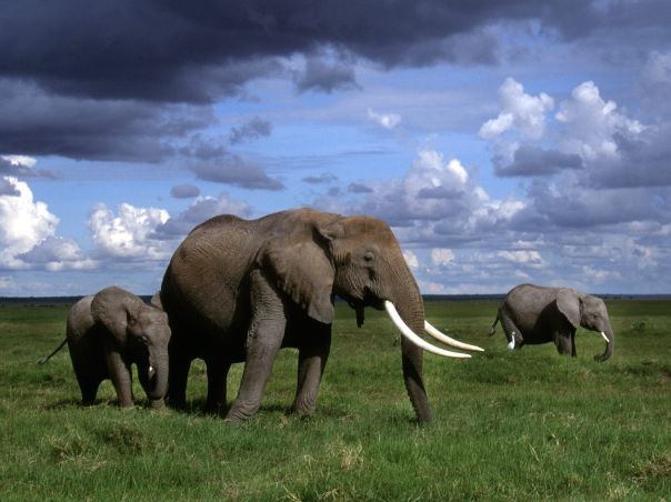 African_Elephants_Amboseli_National_Park_Kenya